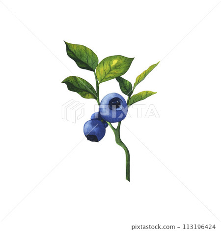 Watercolor blueberry branch with leaves and berries. Hand drawn realistic botanical illustration of forest bilberries isolated on white background. Watercolour wallpaper good for textile design Watercolor blueberry branch with leaves and berries. Hand drawn realistic botanical illustration of forest bilberries isolated on white background. Watercolour wallpaper good for textile design 113196424
