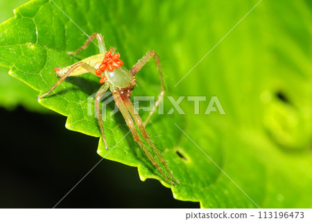 寄生在蜘蛛蟲上的 Caveanatacara 蟎 113196473