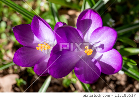 Spring crocus flowers in garden. First crocuses on sunny morning Spring crocus flowers in garden. First crocuses on sunny morning 113196537