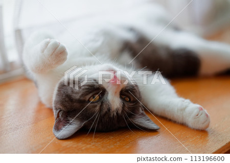 Cat sleeping on its back Cat sleeping on its back 113196600