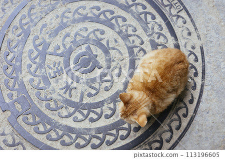 Fukugi Namiki Cat Fukugi Namiki Cat 113196605