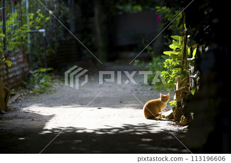 Fukugi Namiki Cat 113196606