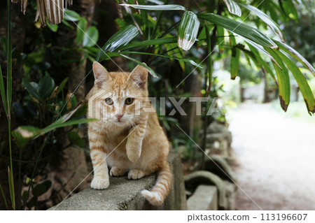 Fukugi Namiki Cat 113196607