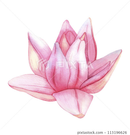Buds Pink Lotus. Watercolor botanical Illustration tropical Water Lily and green Leaves on isolated background. Hand Drawn Flowers for invitations, print and design 113196626