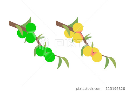 Umeko Huang - Plum blossoms - Plum fruit ripens yellow. Umeko Huang - Plum blossoms - Plum fruit ripens yellow. 113196828