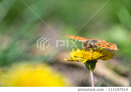 Comma sucking dandelion nectar 113197014