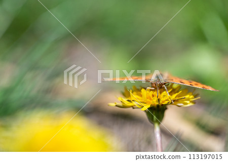 Comma sucking dandelion nectar 113197015