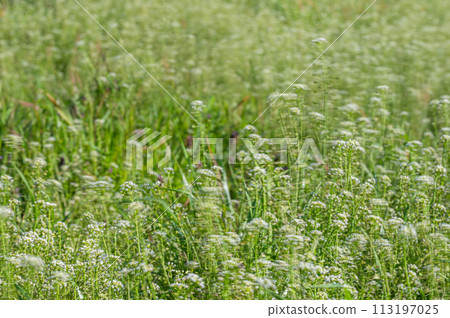 Nazna swaying in spring breeze Nazna swaying in spring breeze 113197025