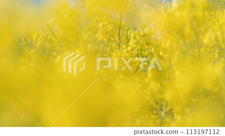 春暖花開，田裡油菜花黃了 113197112