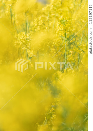 Spring is in full bloom, a field of yellow rape blossoms 113197113