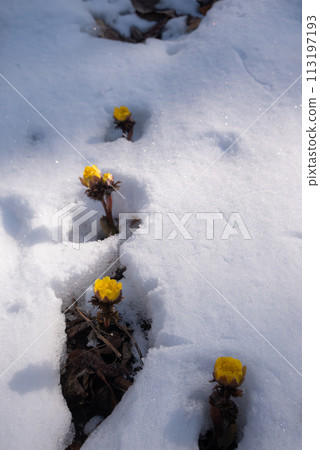 春雪與福壽草【赤田福壽草群落地區】 113197193