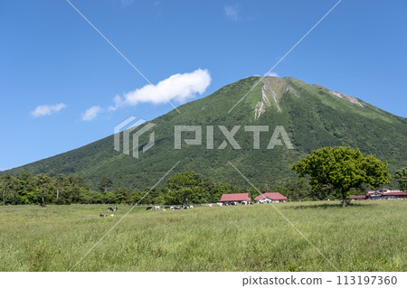 Cows grazing in Daisen (near Daisen Makiba Milk Village) 113197360