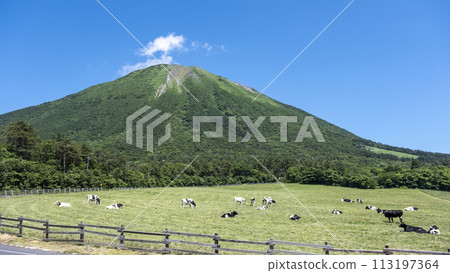 Cows grazing in Daisen (near Daisen Makiba Milk Village) 113197364