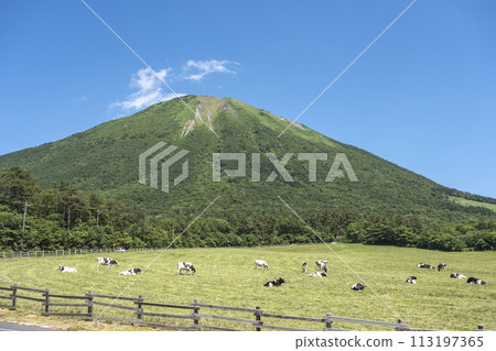 在大山吃草的奶牛(大山牧場牛奶村附近) 在大山吃草的奶牛(大山牧場牛奶村附近) 113197365