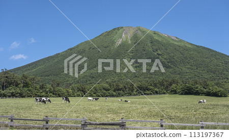 Cows grazing in Daisen (near Daisen Makiba Milk Village) 113197367