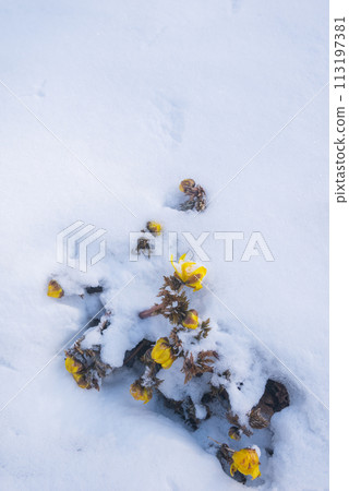 A small life under the snow [Akanuda Fukujusou colony] 113197381