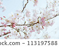 藍天映襯下的吉野櫻花樹特寫 113197588