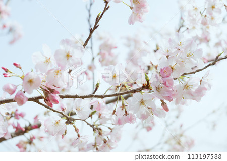藍天映襯下的吉野櫻花樹特寫 113197588