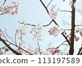 藍天映襯下的吉野櫻花樹特寫 113197589