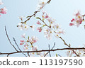 藍天映襯下的吉野櫻花樹特寫 113197590