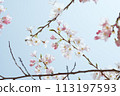 藍天映襯下的吉野櫻花樹特寫 113197593