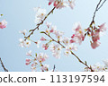藍天映襯下的吉野櫻花樹特寫 113197594