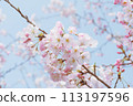 藍天映襯下的吉野櫻花樹特寫 113197596