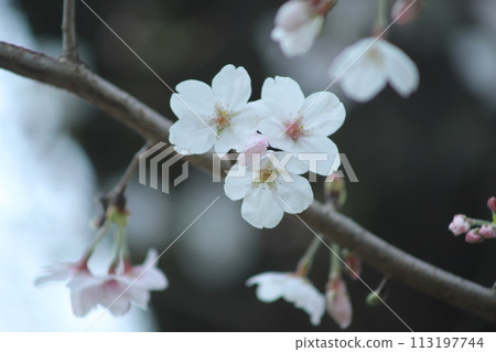 櫻花盛開預示著春天的到來 櫻花盛開預示著春天的到來 113197744