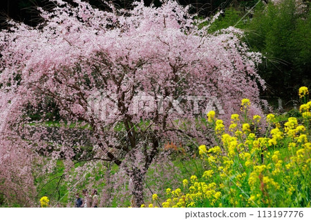 Chuetsu家族的中部櫻花 113197776