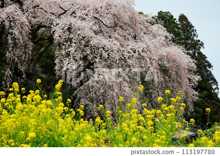 Chuetsu家族的中部櫻花 113197780