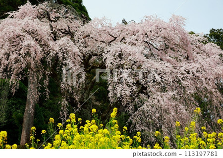 Chuetsu家族的中部櫻花 113197781