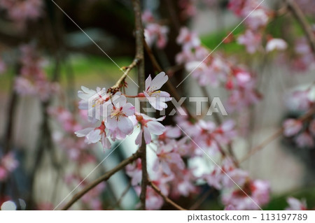 Chubu cherry blossoms of the Chuetsu family 113197789