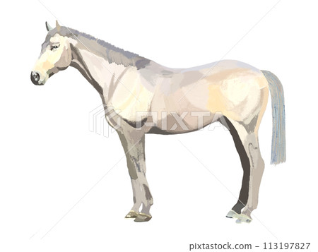 Horse (white) Horse (white) 113197827