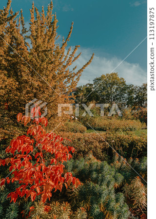 Autumn forest road leaves fall in ground landscape on autumnal background in November Autumn forest road leaves fall in ground landscape on autumnal background in November 113197875