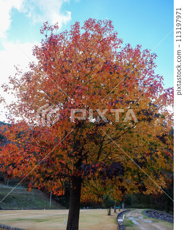 The autumn leaves Platanus 113197971