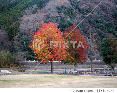 The autumn leaves Platanus 113197972