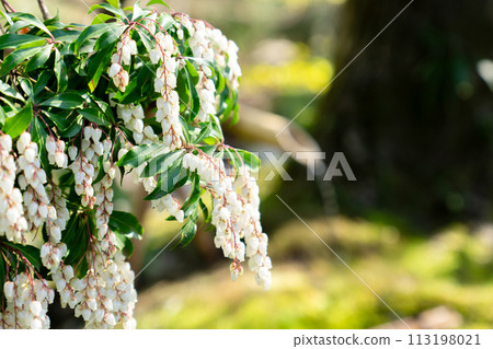 京都府八幡市八幡市立松花堂庭園 梅隱之梅木茶室 京都府八幡市八幡市立松花堂庭園 梅隱之梅木茶室 113198021