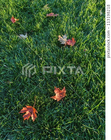 草地和楓葉 草地和楓葉 113198218