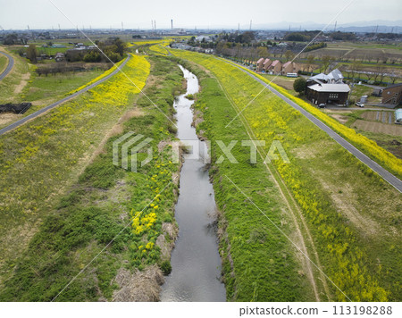 Canola flowers in full bloom covering the entire bank of the Kobe River, Kawagoe City, Saitama Prefecture (aerial photography by drone) 113198288