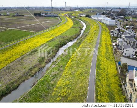 埼玉縣川越市小和河流盛開的油菜花(無人機空拍) 埼玉縣川越市小和河流盛開的油菜花(無人機空拍) 113198291