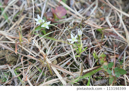Flower of the assembly 113198399