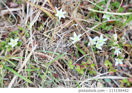 大會之花 113198482