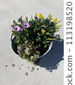 Spring planting 113198520