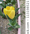 Yellow tulip 113198521