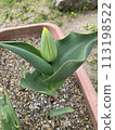 Bud of tulip 113198522