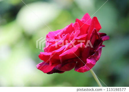 綠色背景和紅色玫瑰花 113198577