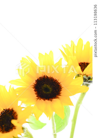 Bright sunflower 113198636