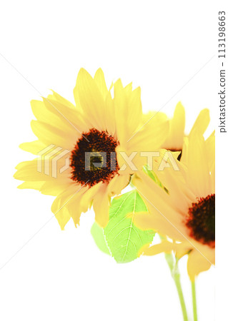 Bright sunflower Bright sunflower 113198663