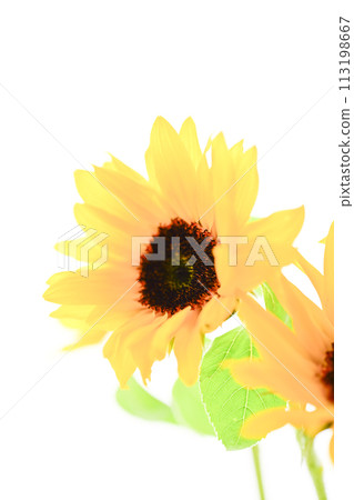 Bright sunflower Bright sunflower 113198667