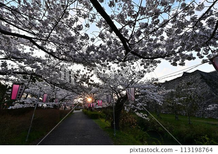 櫻花盛開的筱山城遺址 櫻花盛開的筱山城遺址 113198764